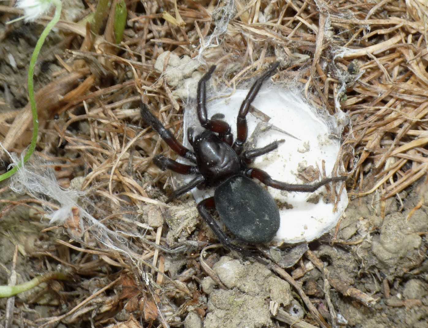 Gnaphosa lucifuga (Gnaphosidae) con ovisacco